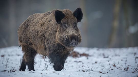Prof. Krauze-Gryz: dzik to nie wróg miasta, lecz inteligentny inżynier ekosystemu (wywiad)