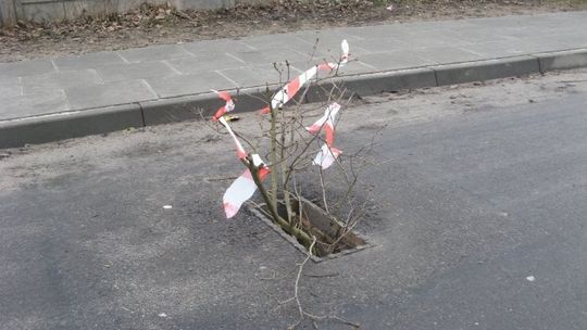 Profesjonalizm pełną gębą