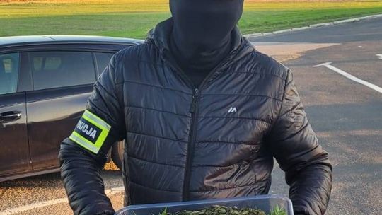 Prowadził plantację i zarabiał na narkotykach
