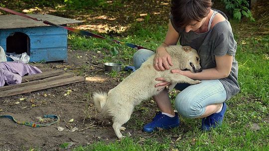 Przez auta szybę: totalitarnie czy humanitarnie?