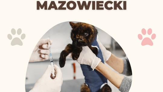 Przypominamy o darmowej sterylizacji