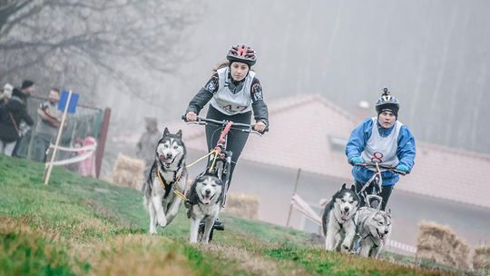 Psie zaprzęgi na start
