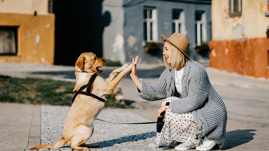 Psy asystujące wspierają osoby z problemami psychicznymi
