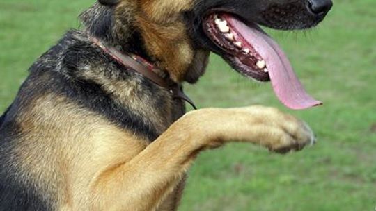 Psy z tomaszowskiego czekają na adopcję