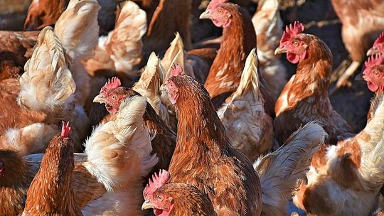 Ptasia grypa ‒ strefy zapowietrzenia i zagrożenia w powiecie tomaszowskim