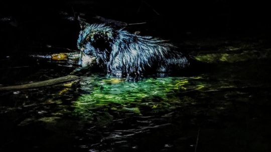 Ratują nie tylko ludzi ale i zwierzęta