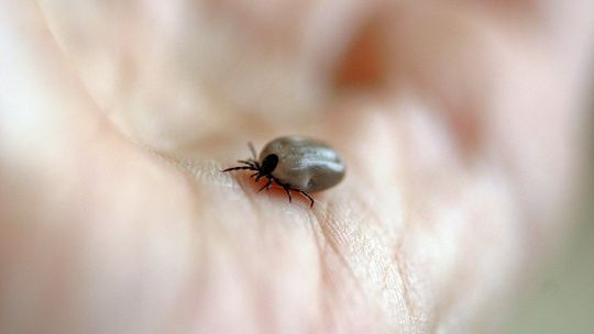 Rośnie liczba zakażeń wirusem kleszczowego zapalenia mózgu. Problemu nie widać w statystykach