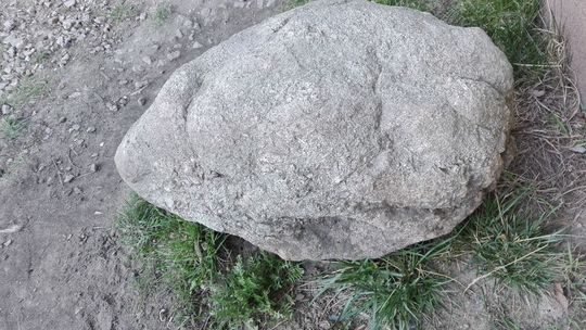 Sensacyjne odkrycie w Tomaszowie Maz. - Jajo dinozaura!!!