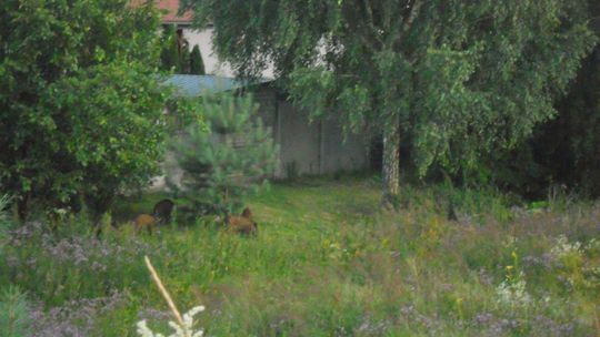 Stado dzików przewędrowało skarpą