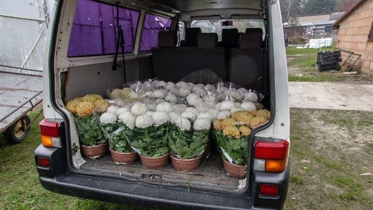Starostwo pomogło producentom chryzantem