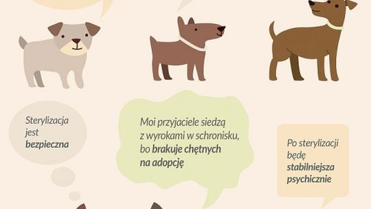 Sterylizacja jest potrzebna