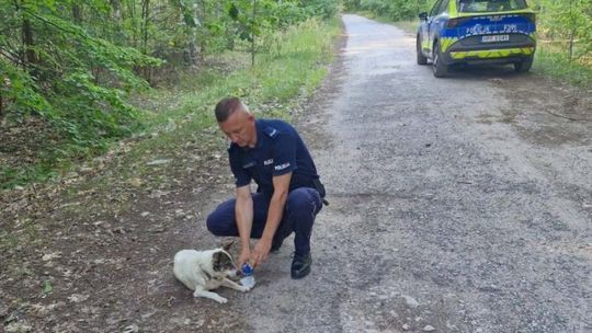 Świadek i policjanci uratowali wycieńczonego psa w Idzikowicach