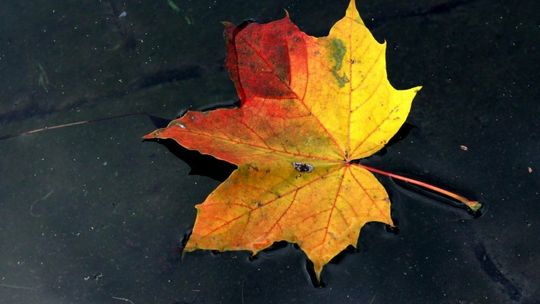 Synoptyk IMGW: deszcz możliwy na zachodzie kraju; temperatury od 12 do 16 stopni