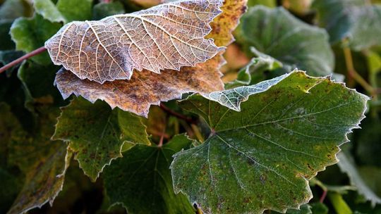 Synoptyk IMGW: sobota pogodna, z temperaturą od 10 do16 stopni; w nocy mróz na wschodzie