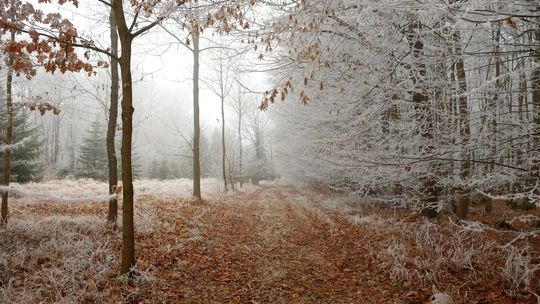 Synoptyk IMGW: w kolejnych dniach silny wiatr; zimowa aura w drugiej części tygodnia