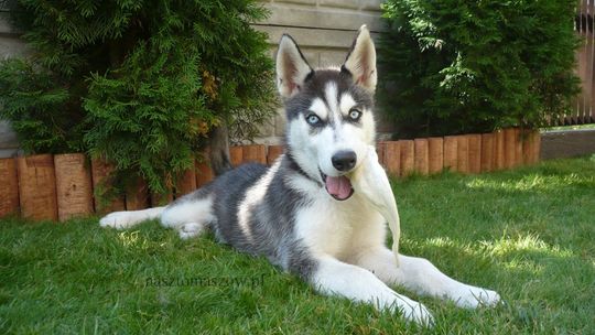 Szczenięce lata w stylu „husky”