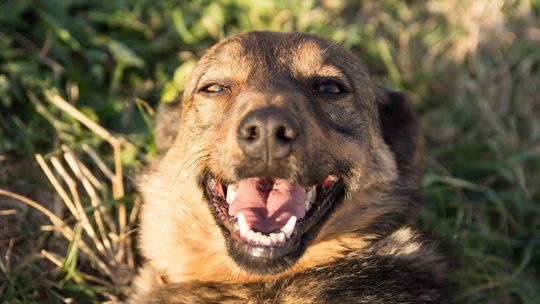 Szukamy dla Czikity domu. Piękna sunia z Tomaszowa do adopcji.