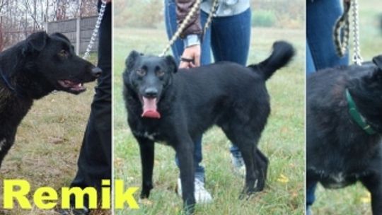 Szukamy Remika