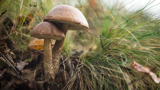 Toksykolog apeluje do grzybiarzy, żeby byli krytyczni wobec swojej wiedzy o grzybach