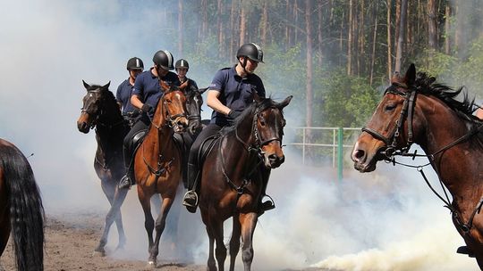 Trwa atestacja policyjnych koni