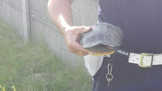 Uciekał powolnym truchtem... trafił w ręce Policji