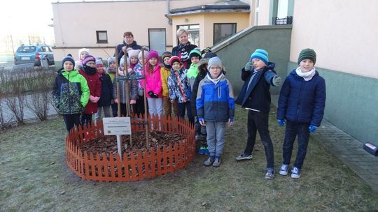 Uczniowie SP 12 posadzili Dąb Henryka Sienkiewicza