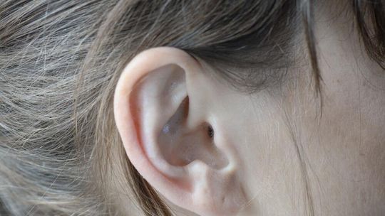 Uszy do góry: także u ludzi mięśnie uszu są aktywne podczas słuchania