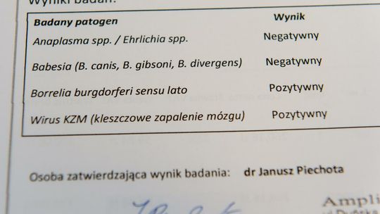 W tym roku potwierdzono w Polsce 2753 przypadki boreliozy i 47 kleszczowego zapalenia mózgu