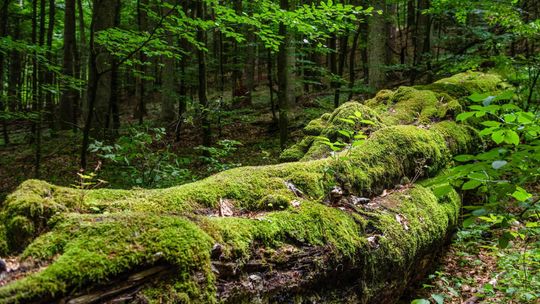 Wiceminister klimatu: w tym roku chcemy rozpocząć proces tworzenia parku narodowego