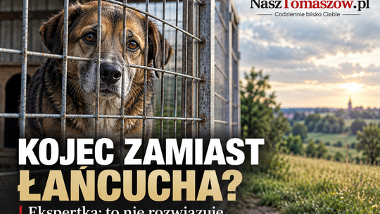 Z łańcucha do klatki? Ekspertka ostrzega: kojce nie rozwiązują problemu cierpienia psów