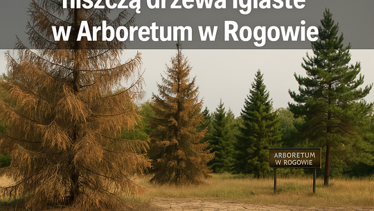 Z powodu zmiany klimatu i suszy zamierają drzewa iglaste w Arboretum w Rogowie.