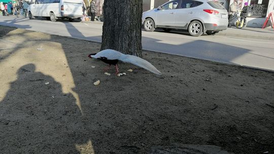 Zabłąkane ptaszysko