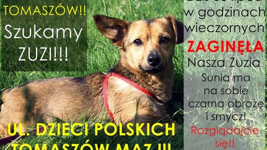 ZAGINĘŁA ZUZIA!!!!