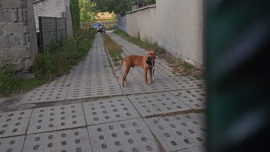 Zanim stanie się nieszczęście