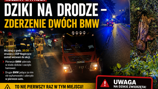 Zderzenie z dzikami dwóch BMW. Niebezpieczne miejsce znów daje o sobie znać