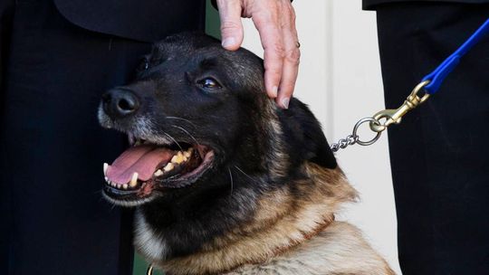 Zidentyfikowano najinteligentniejszą rasę psów - to owczarek belgijski malinois