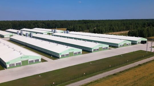 Zielone Fermy Wipasz S.A. odchowują kurczęta bez antybiotyków i GMO