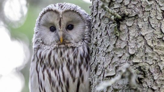 Zmiany klimatu istotnie wpływają na różnorodność biologiczną: prawie jedna czwarta gatunków Europy zagrożona wyginięciem