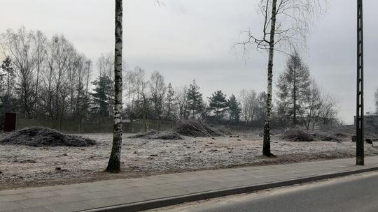 Zniknął brzozowy zagajnik. Zbudują nowe domy 