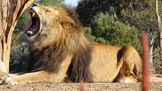 Zoo Wrocław – czy znasz jego historię?