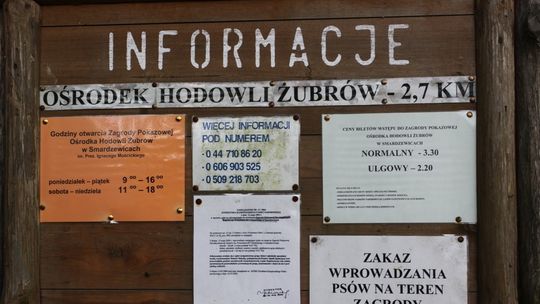 Żubr przed 16-tą
