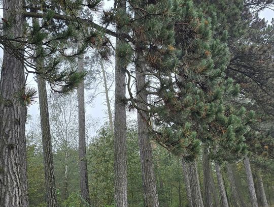 130-letnia Aleja Sosen Czarnych w Ujeździe kandydatką na pomnik przyrody 130-letnia Aleja Sosen Czarnych w Ujeździe kandydatką na pomnik przyrody