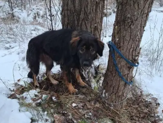 19-latek, który przywiązał psa do drzewa już z zarzutami