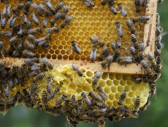 8 sierpnia obchodzimy Wielki Dzień Pszczół. Sprawdź, jak samodzielnie dbać o populację zapylaczy