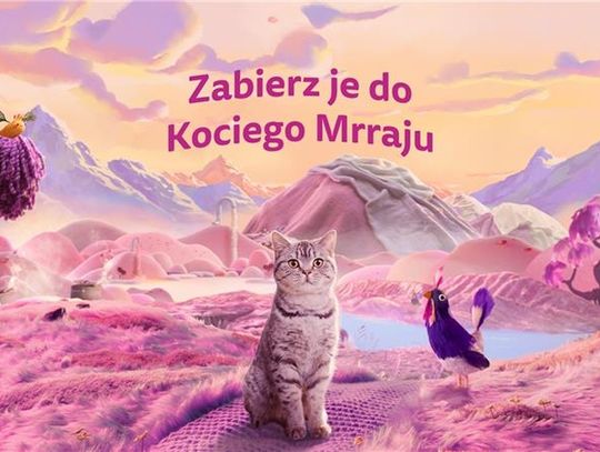 9 na 10 opiekunów kotów w Polsce uważa, że ich kot ma unikalną osobowość - sprawdź, co czyni pupila szczęśliwym 9 na 10 opiekunów kotów w Polsce uważa, że ich kot ma unikalną osobowość - sprawdź, co czyni pupila szczęśliwym