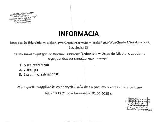 A tymczasem na Strzeleckiej. Mieszkańcy nie chcą wycinki drzew