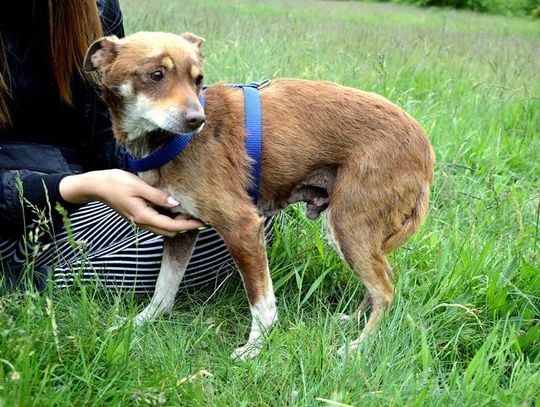 Abbi, Morik i Luki - szukamy dla nich domów