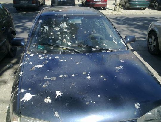 Administracje budynków mają kłopot z gołębiami