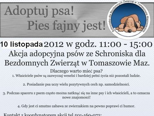 Adoptuj psa. Pies fajny jest!
