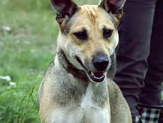 Adoptujemy psiaki...